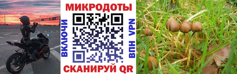 даркнет сайт  KRAKEN онион  Псилоцибиновые грибы Cubensis  Сальск 