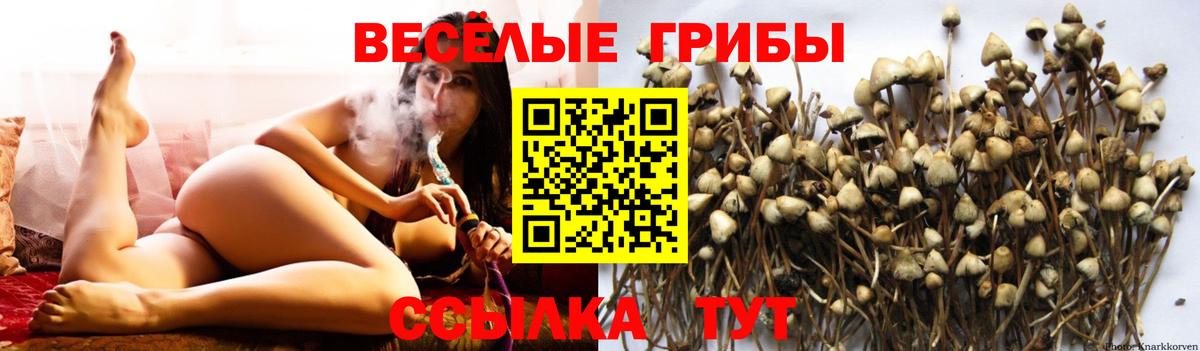 Галлюциногенные грибы прущие грибы Сальск